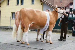 Wann können die schönen Kühe wieder auflaufen? Wie hier die zwei Missen der Rasse Simmental im Jahr 2019 in Thun. (Bild BauZ/dj)