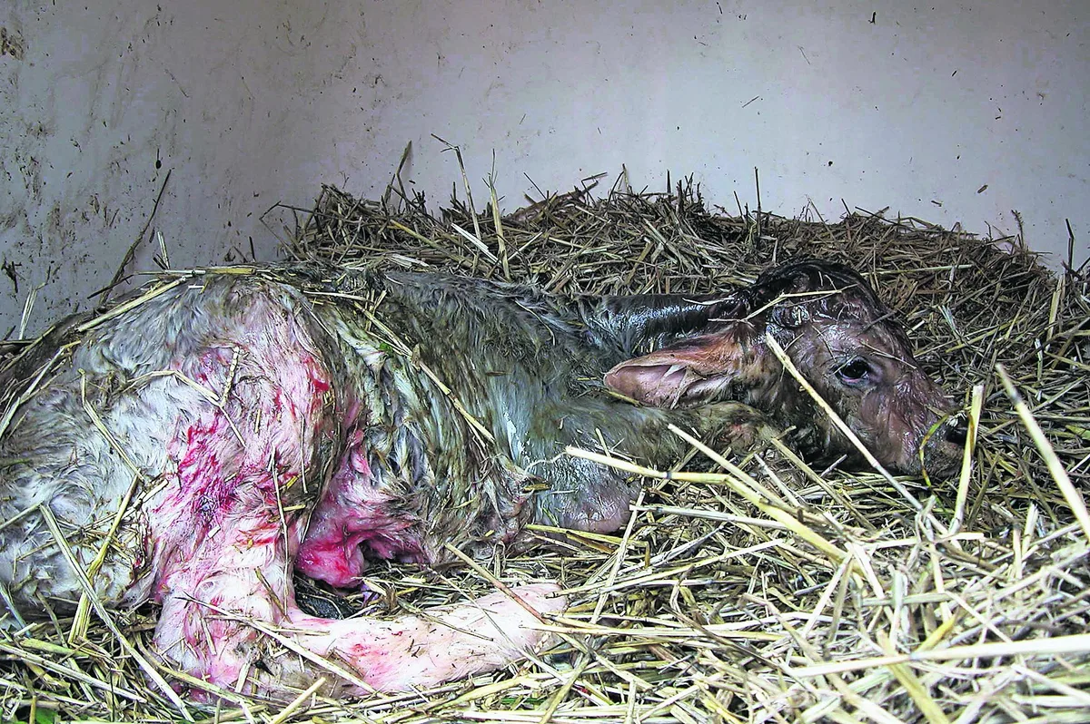 42e85f20c837120af00f76b20509546def248db5 Soll es lieber ein Kuh- oder ein Stierkalb sein? (Bild: BauZ)