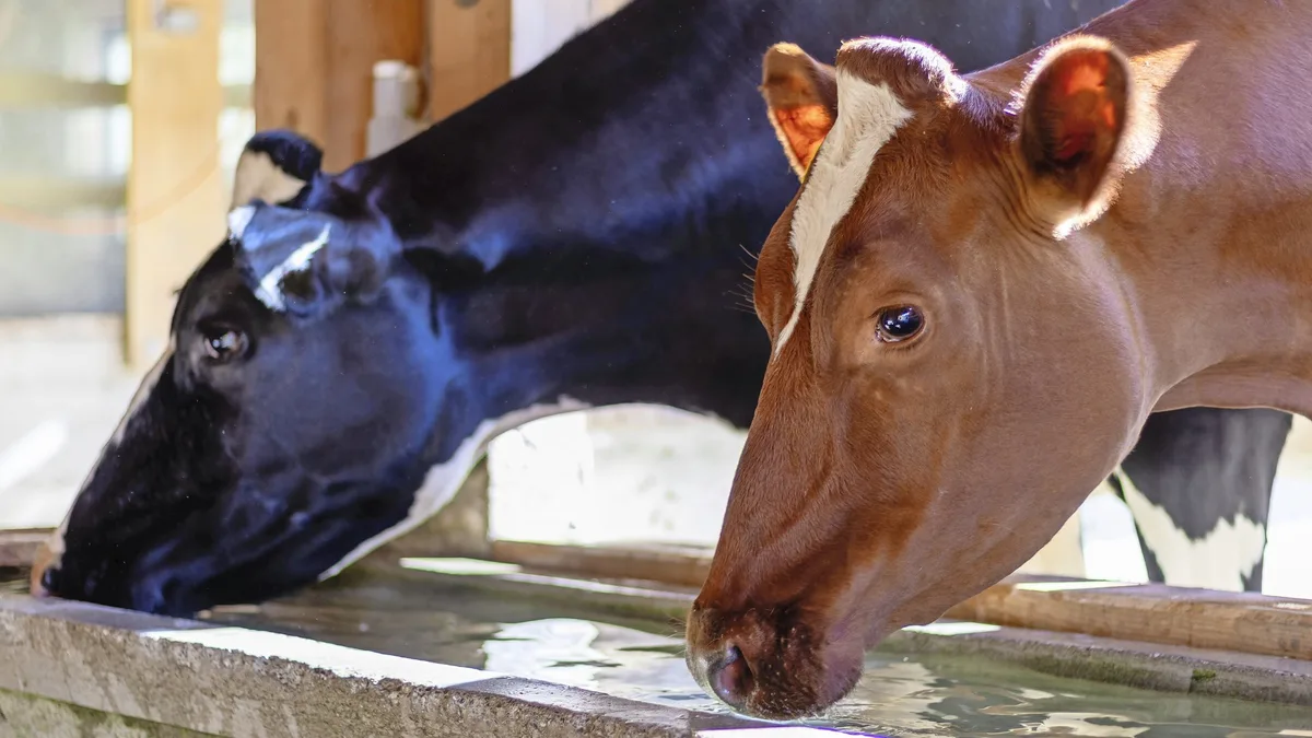 DG_25-07_SA_Hitzestress Die Sicherstellung einer konstanten und leicht zugänglichen Wasserversorgung ist eine wichtige Massnahme, um Hitzestress vorzubeugen.