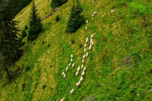 Daten zu Rissen, Alpen, Wolfspräsenz und Umweltfaktoren wurden mithilfe von Modellen statistisch analysiert, um Rückschlüsse auf die Wirksamkeit verschiedener Herdenschutz-Massnahmen ziehen zu können.