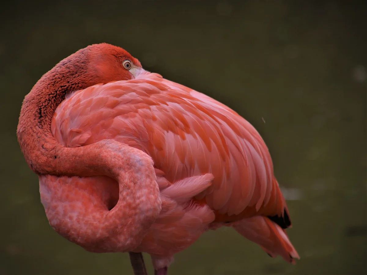 flamingo_julita Zoos in Bern und Basel testen gentechnisch veränderten Impfstoff gegen Vogelgrippe
