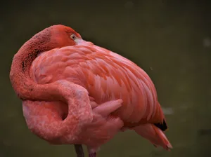 Welche gefiederten Zoobewohner im Herbst 2023 zum ersten Mal geimpft werden, teilt das Bafu nicht mit.