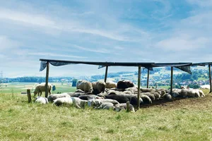 Herdentiere wie Schafe bevorzugen es, gemeinsam den Schatten aufzusuchen. Unter künstlichen Schattenspendern ist Luftzirkulation wichtig.