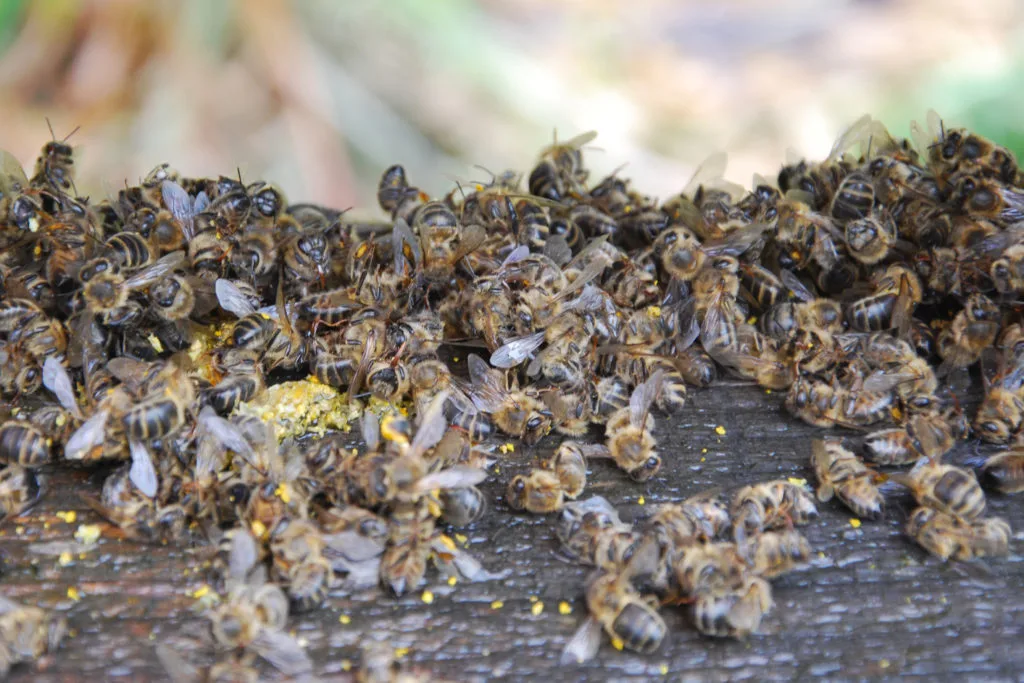 Vorsicht zeigt Wirkung: 2022 keine Bienenvergiftung durch PSM