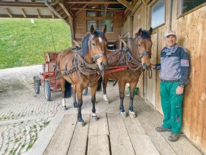 «Unsere Freiberger brauchen zwar keinen Diesel, dafür Heu – und das jeden Tag», sagt Rudolf Blaser und ist dennoch zufrieden mit der Flächenleistung seiner Arbeitspferde. (Bilder Sera Hostettler)