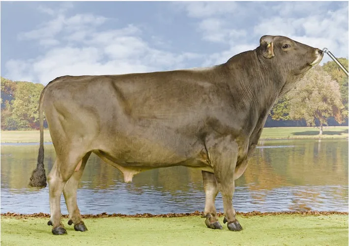 b26c61eec173b9afe7e5a999eabaf485af656120 Der Dally-Sohn Simbaboy konnte sich wieder auf die Leaderposition zurückkämpfen.(Bild KeLeKi)