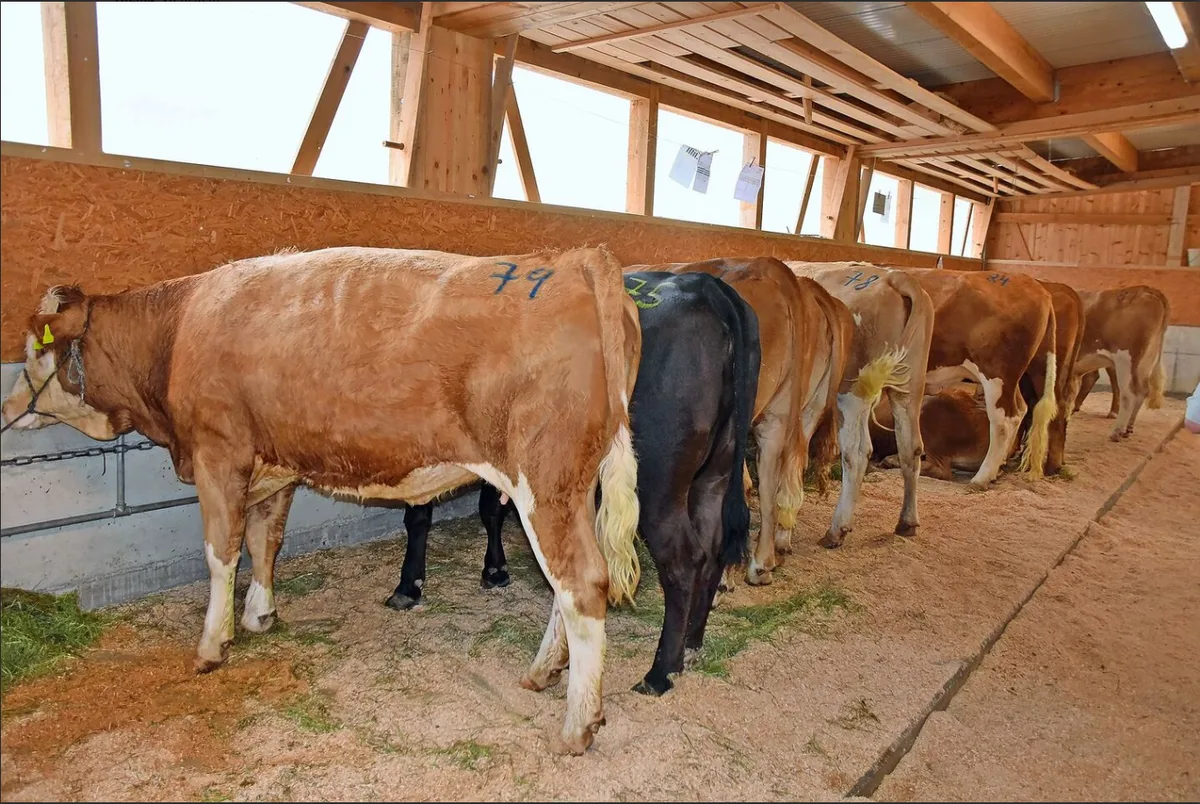 Zucht- und Nutzviehauktion in Schüpbach: Kühe, Rinder und Kälber Tiere zu guten Preisen verkauft