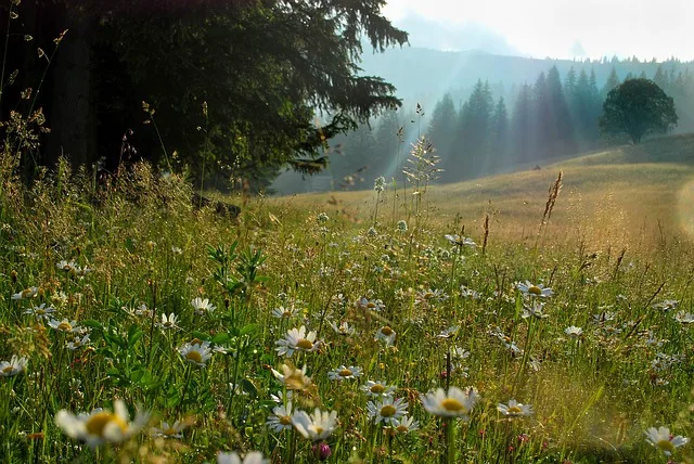 cdaab9f7e3aba8ef5e707c675ce0b0bf02c37210 Kleine Höhen und Senken auf einer Wiese sorgen für viele verschiedene Mikroklimata – und damit unterschiedliche Lebensräume. (Bild Pixabay)