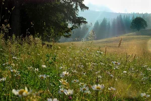 Kleine Höhen und Senken auf einer Wiese sorgen für viele verschiedene Mikroklimata – und damit unterschiedliche Lebensräume. (Bild Pixabay)