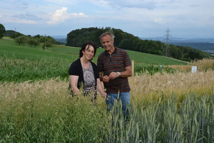 2b8330b671d0902c8af275081f17688350e1aaae Rosmarie und Peter Zimmermann stehen inmitten des Getreides. «Mehr als die Hälfte der globalen Ackerfläche wird mit Getreide bebaut», erklären sie. Auf dem Weltacker wachsen 12 verschiedene Arten davon. (Bilder drt)