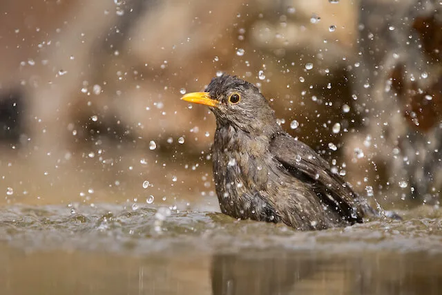 5a90b7cfdd30c856b4a762821d39f0444d2a8211 Auch Vögel schätzen an diesen heissen Tagen ein Bad. (Bild zVg)