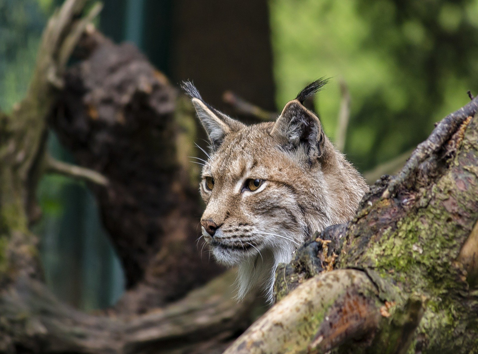 Luchs im Berner Oberland zum Abschuss freigegeben