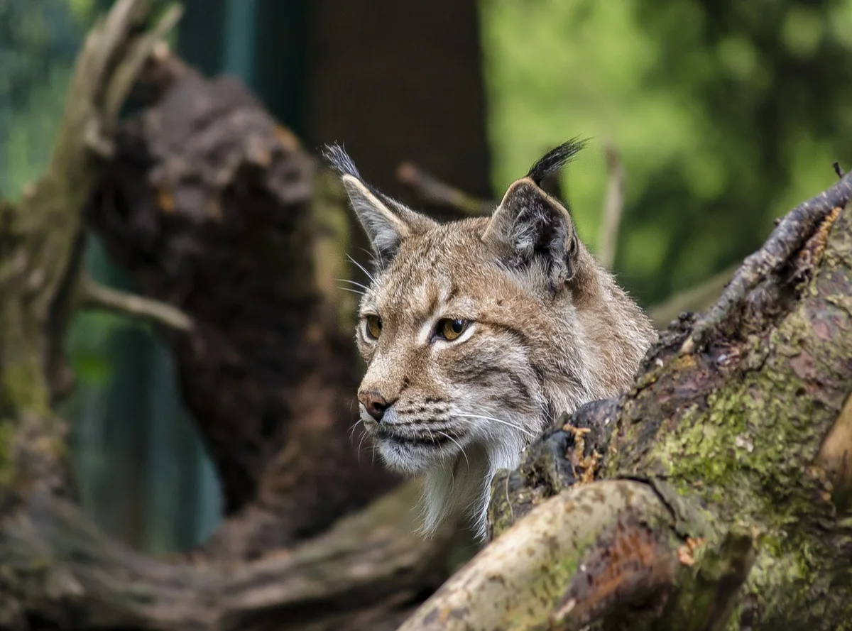 Luchs im Berner Oberland zum Abschuss freigegeben