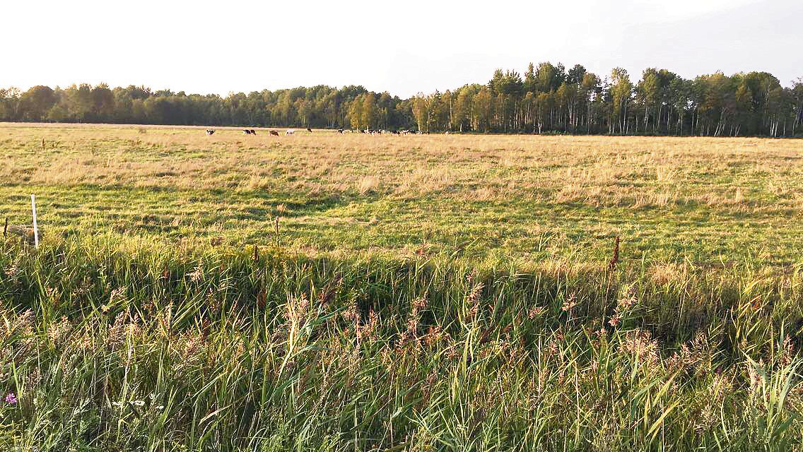 Die Felder in Estland sind sehr weitläufig. Dafür gibt es nur winzige Berge. (Bild Regula Hofer)