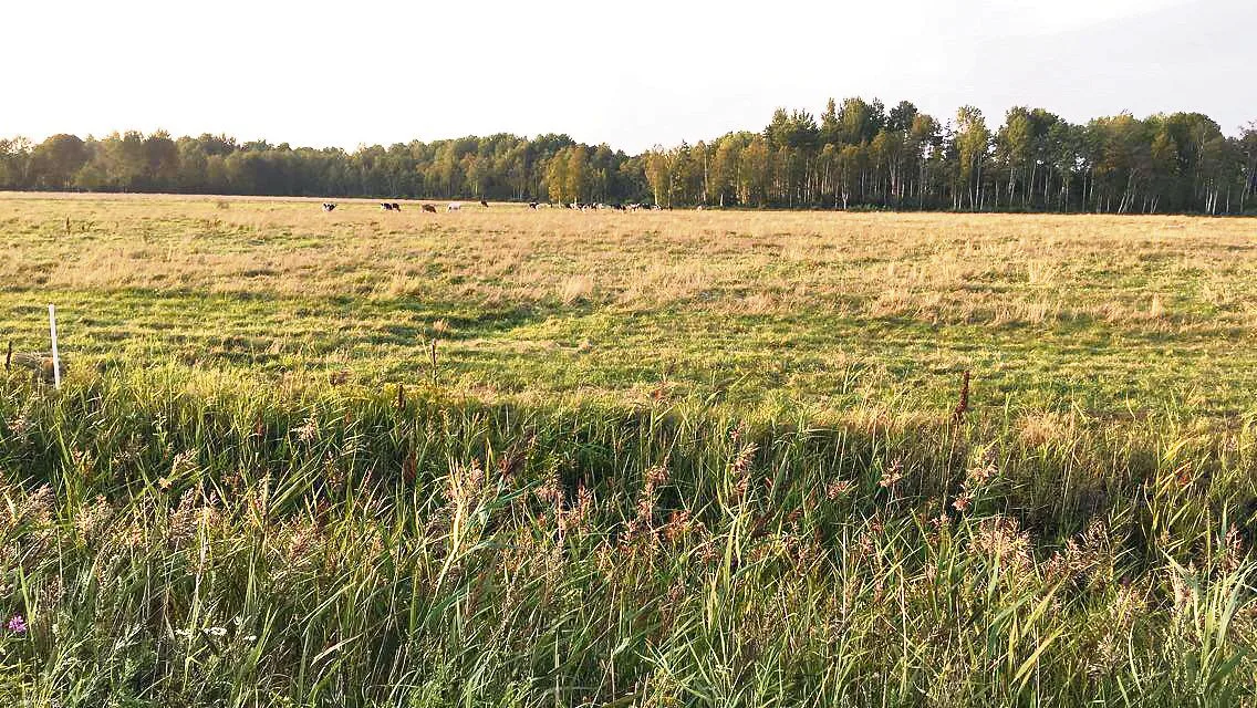 3a87ebef44601e7e2726814545f3a1bfd3a98081 Die Felder in Estland sind sehr weitläufig. Dafür gibt es nur winzige Berge. (Bild Regula Hofer)