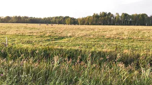 Die Felder in Estland sind sehr weitläufig. Dafür gibt es nur winzige Berge. (Bild Regula Hofer)