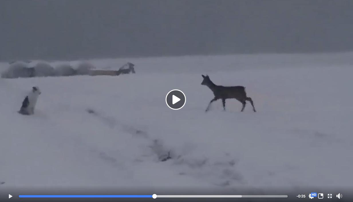 Dieses Video stiess einigen Lesern sauer auf. (Bild Screenshot)