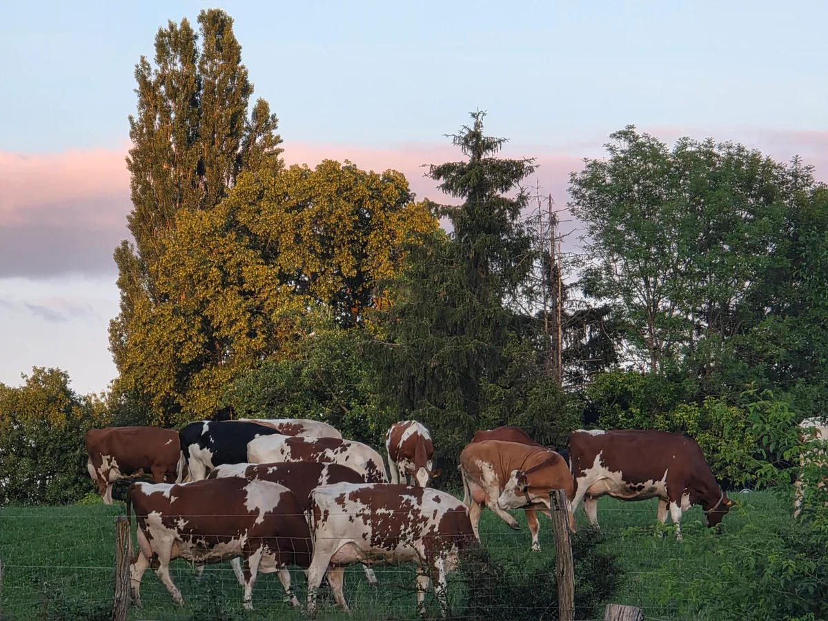 20260607_210610.jpg Weidegang statt Futterzukauf: Wer die Kosten senkt, erhöht seinen Stundenlohn.