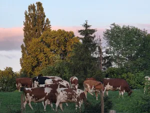 Weidegang statt Futterzukauf: Wer die Kosten senkt, erhöht seinen Stundenlohn.