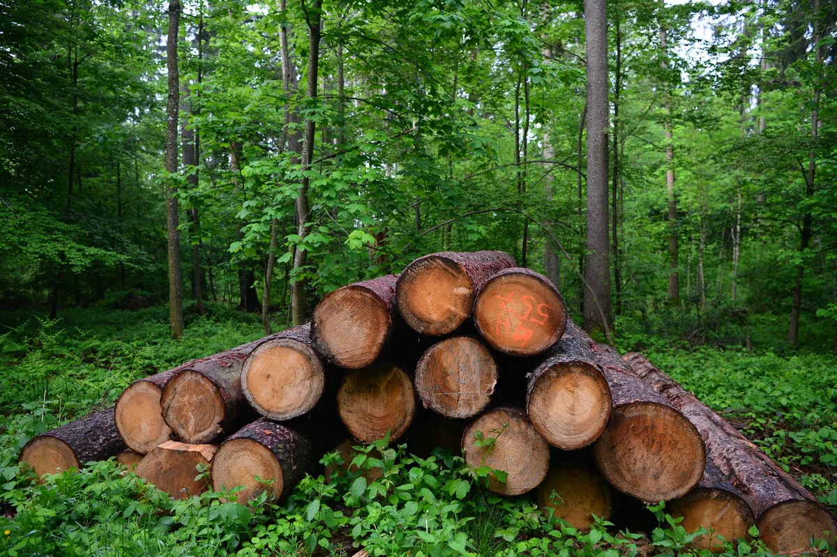 lager_holz Pro Kubikmeter Holz rund 0,7 Arbeitsstunden Aufwand