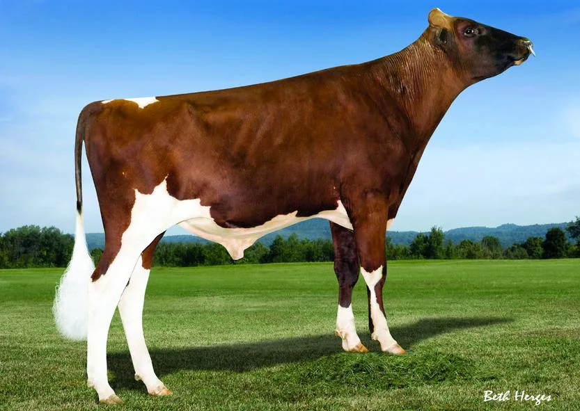 2059d457087c68ce73044dea341b4c9bd6b3a542 Mr Ansly Addiction aus der Apple-Familie ist der neue Leader der Red Holstein. (Bild bh)