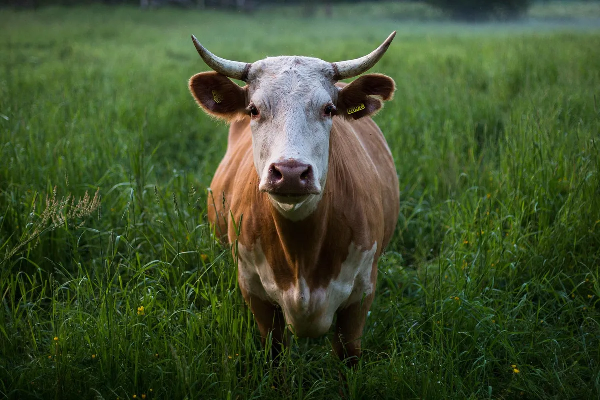 cow-ge1b20aa5a_1920 Nationalratskommission sagt Ja zu Hornkühen und Ja zu Ergänzungen beim Schleppschlauch-Obligatorium