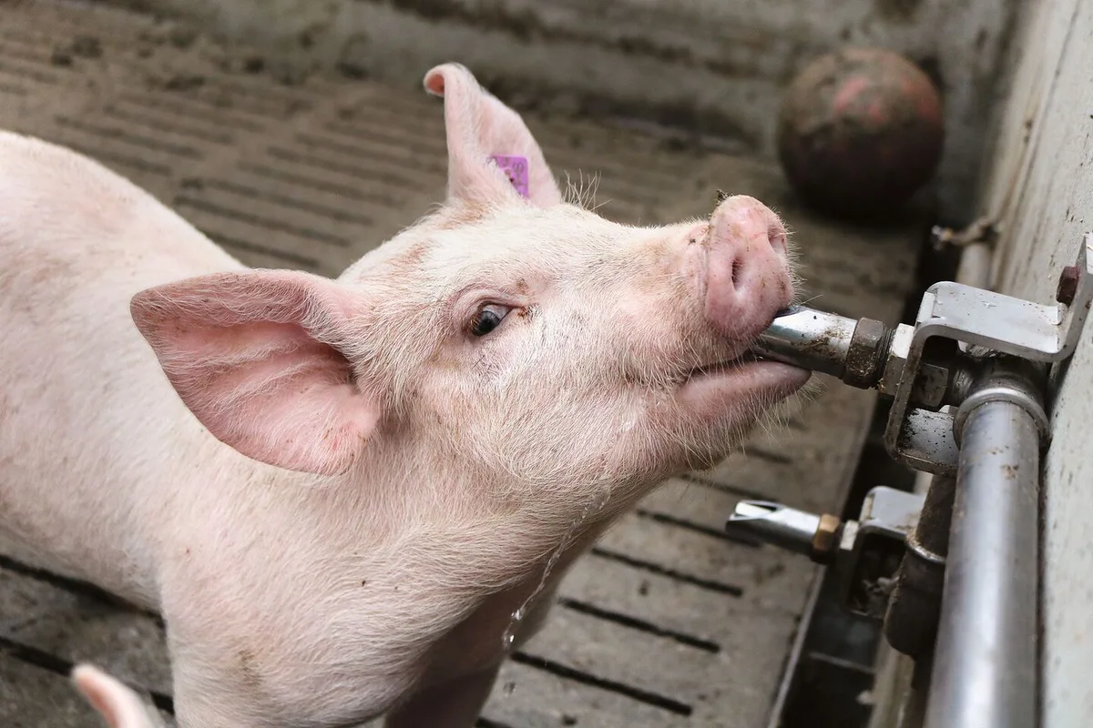 022f9833908454bef6c5fa33d44a0af169855b94b1e7f8d30d07976045cd08d4 Ein Mastschwein trinkt einem Tränkenippel.