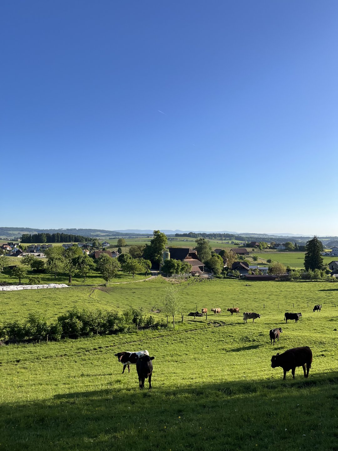 Neue Motion fordert die Wiedereinführung von Tierhalterbeiträgen