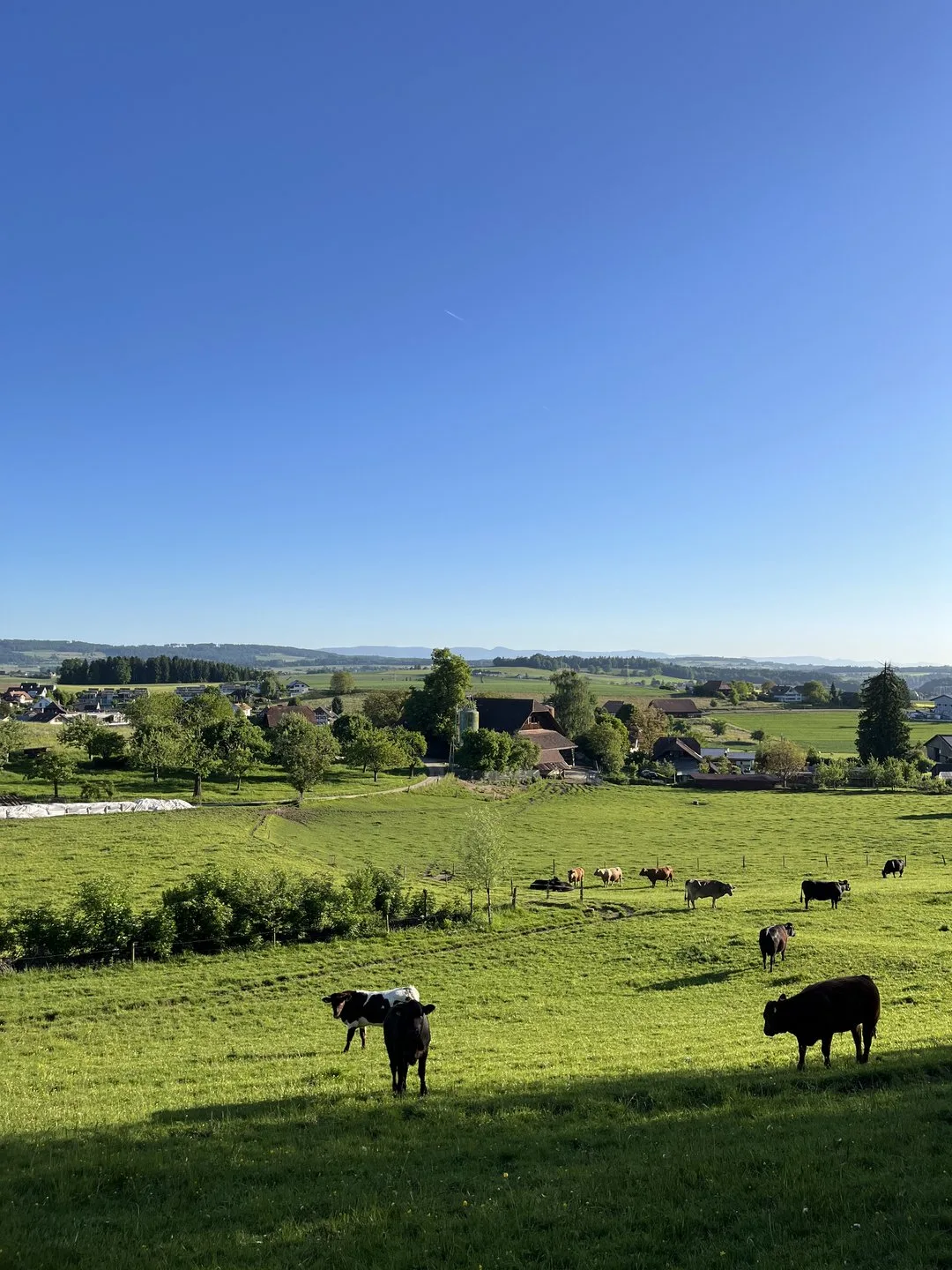 Neue Motion fordert die Wiedereinführung von Tierhalterbeiträgen
