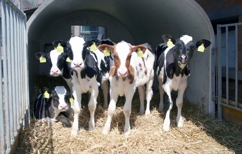 5bb4acd0552f9201449d4fa3c97bccc2e714b4c8 Nicht alle sind so fit: Kälber die unter Selenmangel leiden, können nicht mehr richtig schlucken. (Bild zVg)