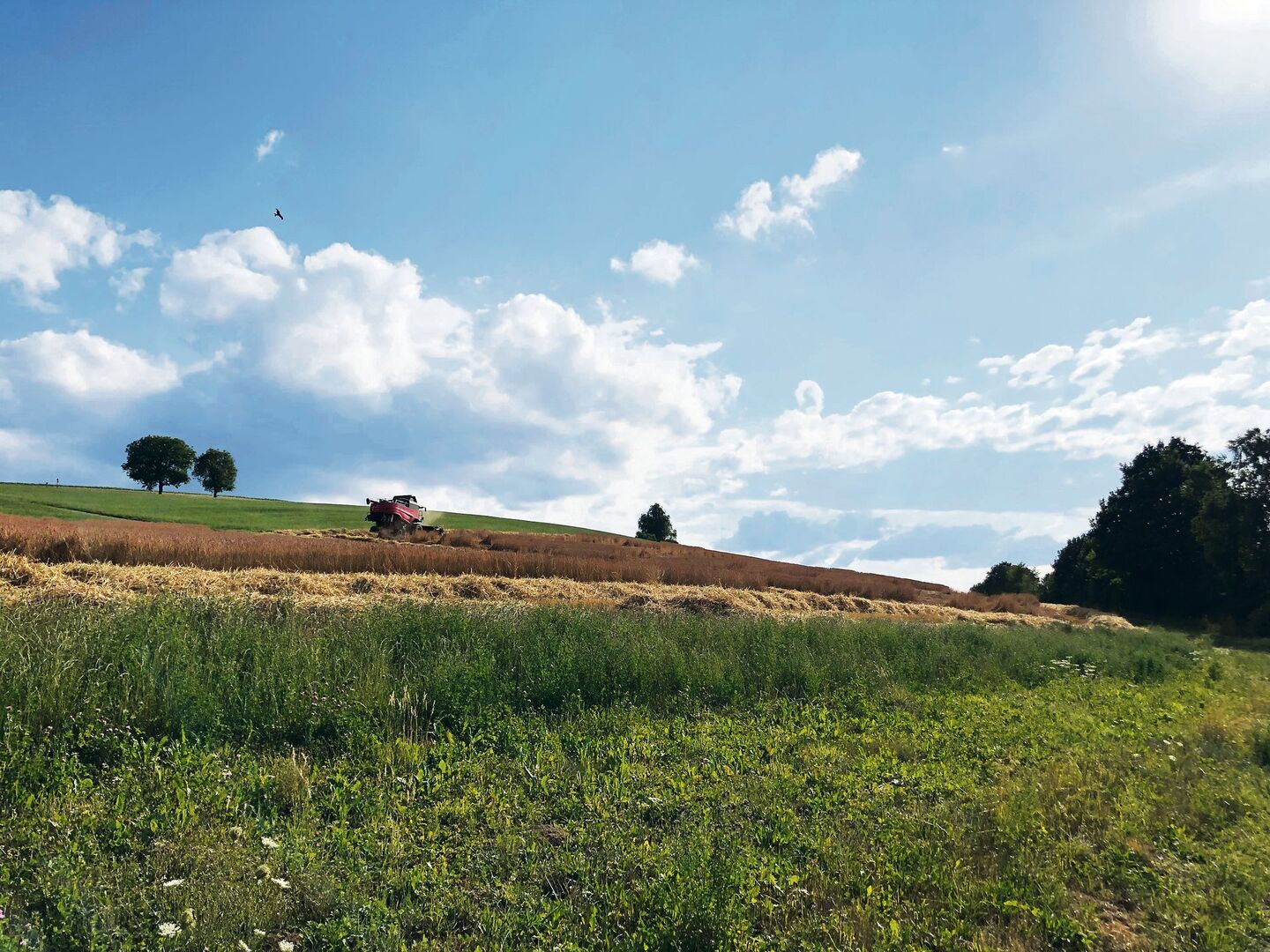 Konservative, grüne und liberale Kräfte haben verschiedene Vorstellungen davon, wie die Landwirtschaft künftig aussehen soll. Diese Entwicklung geschieht aber immer im Schatten der politischen und wirtschaftlichen Rahmenbedingungen.