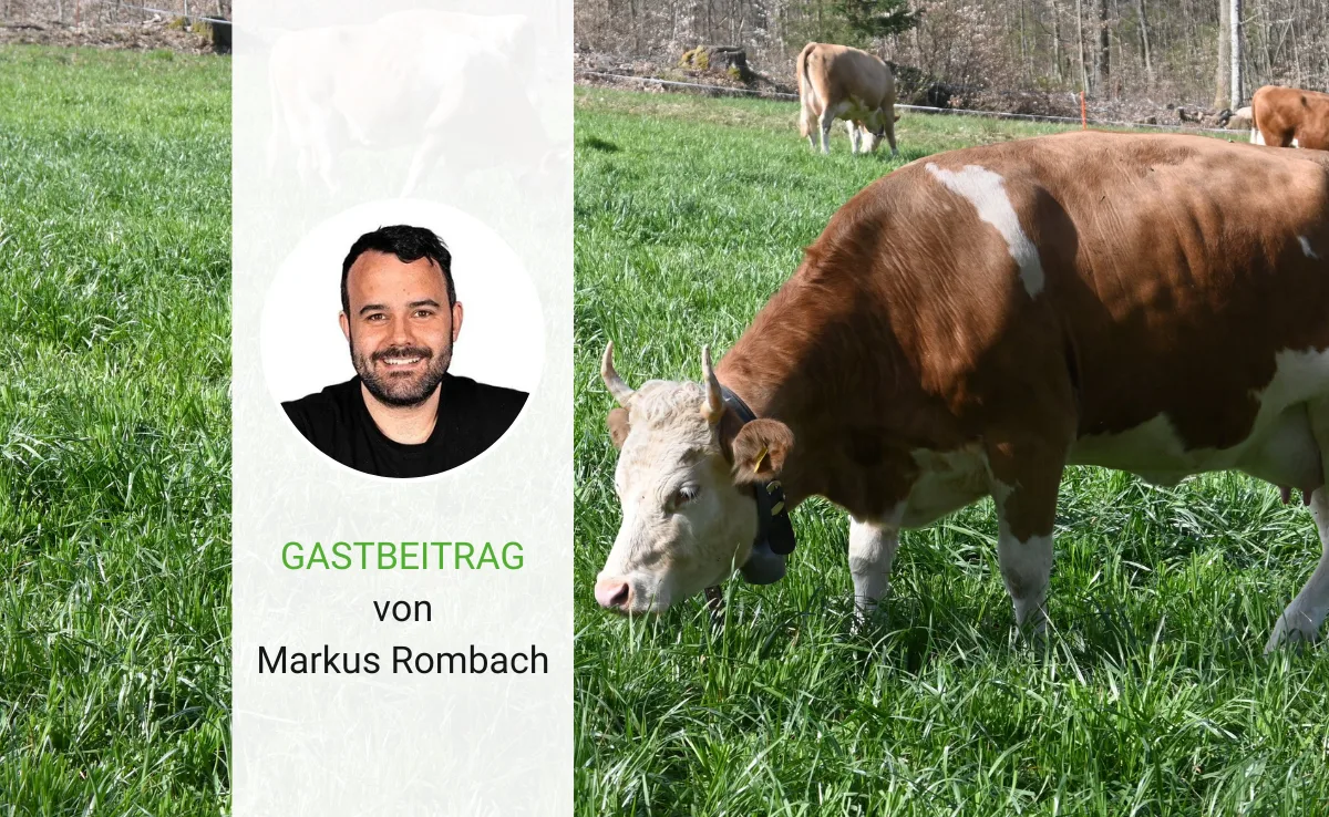 Klimakiller oder Klimaschützerin? Wie die Kuh beim Klimaschutz helfen kann