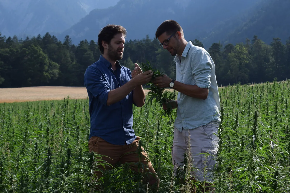d85a77a3cd02e8c835a089763d443acba736a1c5 Carlo Weber (links) und Emanuel Schütt von der AlpenPionier AG wollen den Anbau von Speisehanf in der ganzen Schweiz vorantreiben. (Bilder Stefanie Giger)