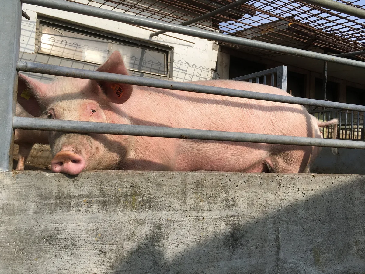 Schwein-Auslauf-1 Der richtige Umgang mit kranken Schweinen