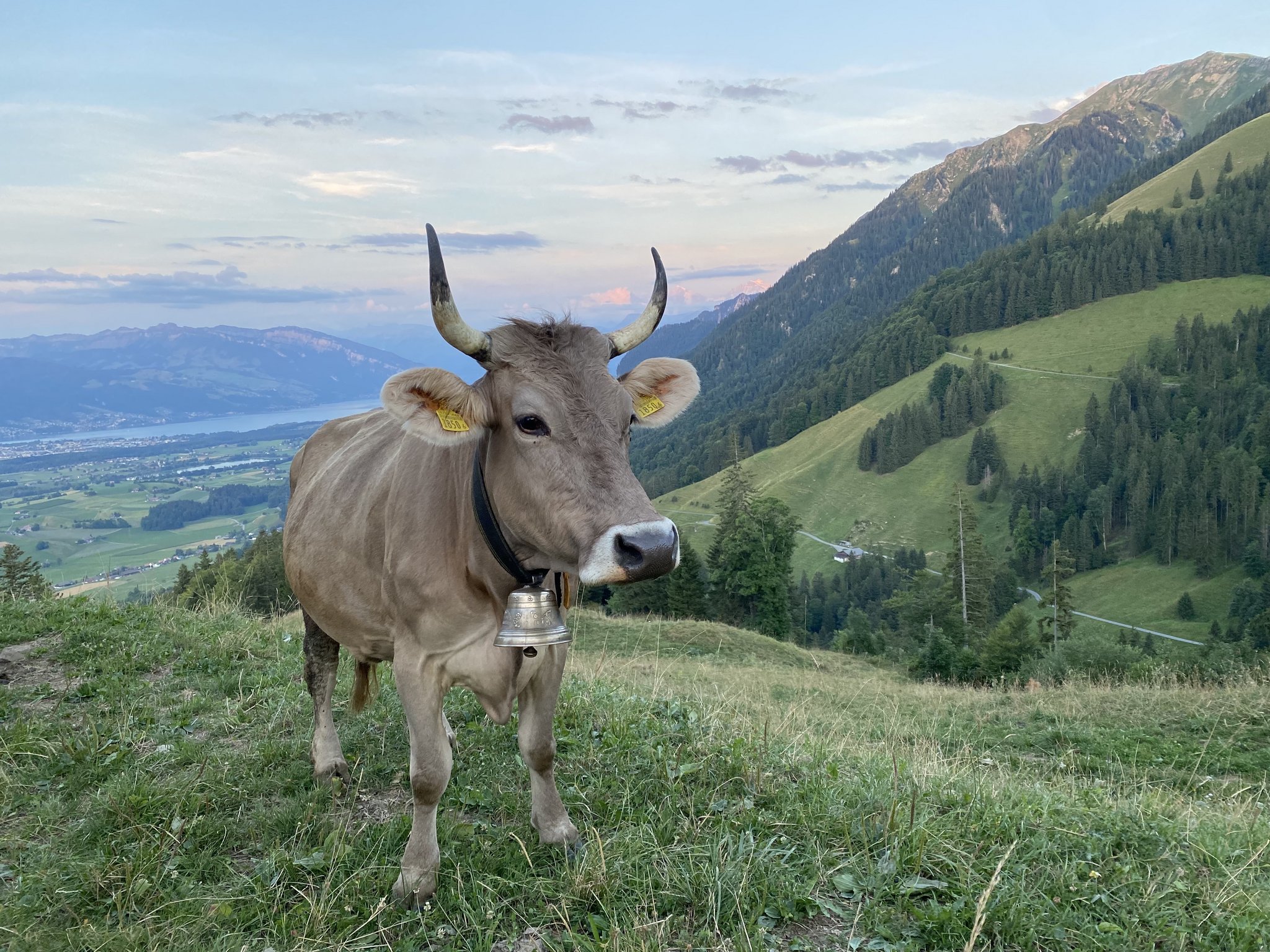 Bella ist seit über zehn Jahren die Nummer 1