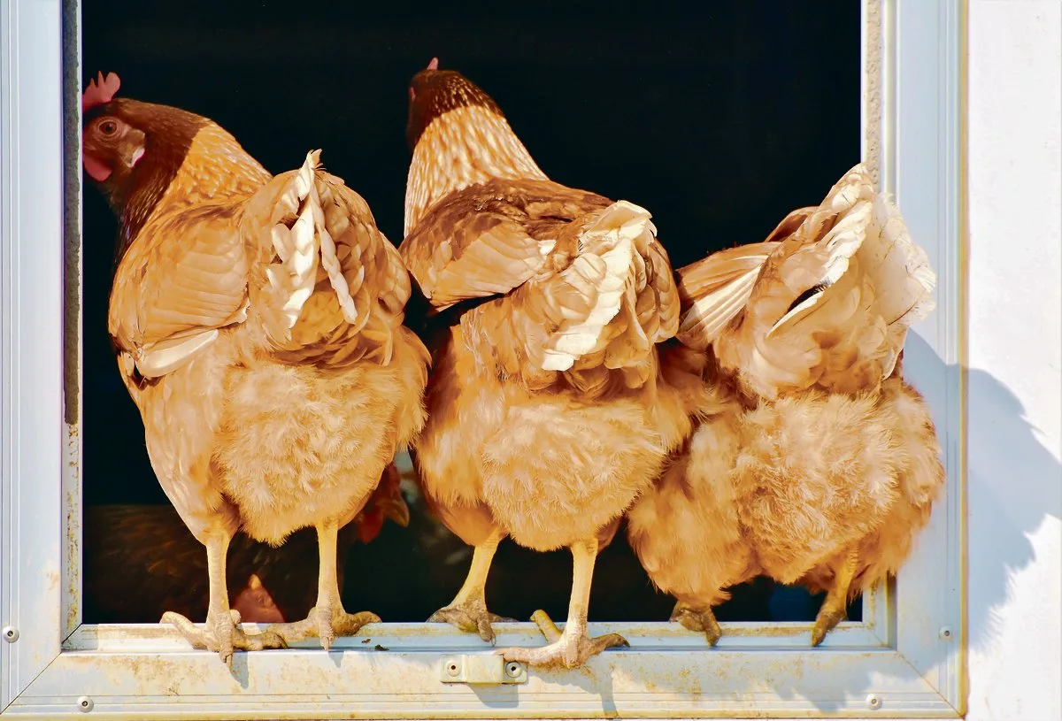 208814bcda9de108603282ea378c8d183ee49b5b Das altbewährte Suppenhuhn ist bei den Schweizern nicht mehr sehr beliebt. Dabei wäre es sehr gesund und erst noch ethisch vertretbar. (Bild Pixabay)