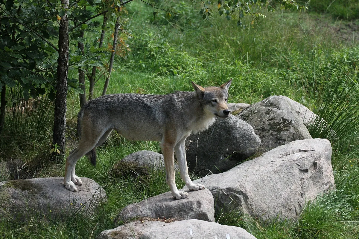 wolf_T_ince Drei Jungwölfe in der Waadt dürfen geschossen werden