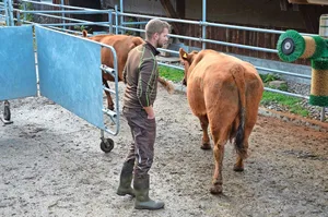 Rinder, mit denen das Laufen durch einen Treibgang geübt wird, haben später weniger Stress im Schlachthof.
