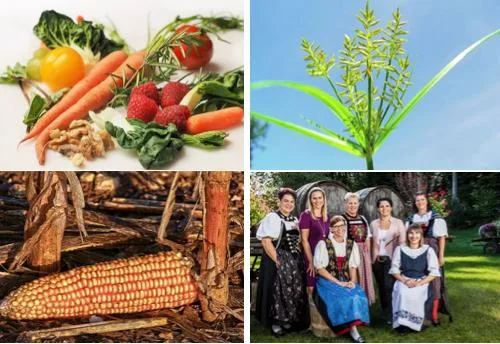 d2b941b4f01c436bca76b6732cb3ca205786ed55 (Bildcollage asa - Bilder pixabay / z.V.g / SRF/Ueli Christoffel)