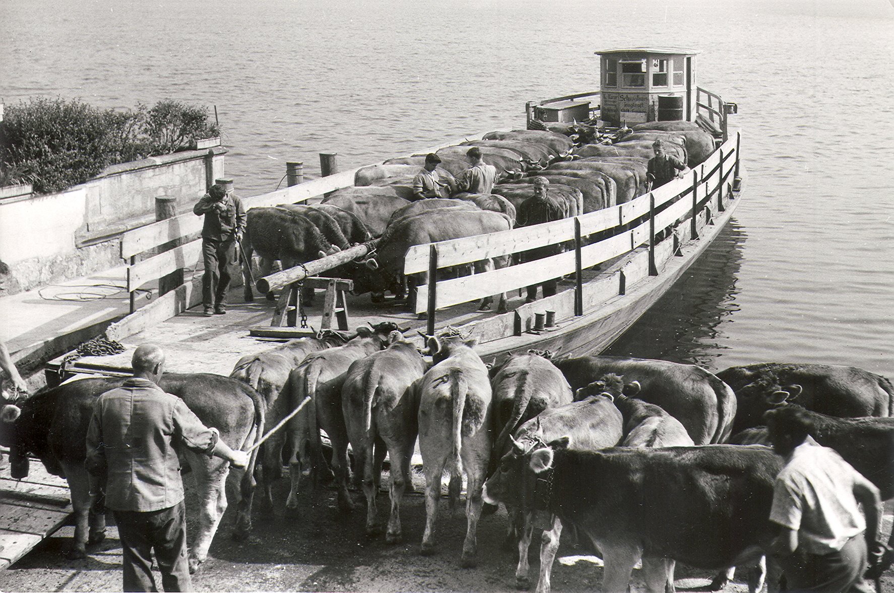Ab 1936 sassen die Schweizer Braunvieh-Züchter wieder im selben Boot