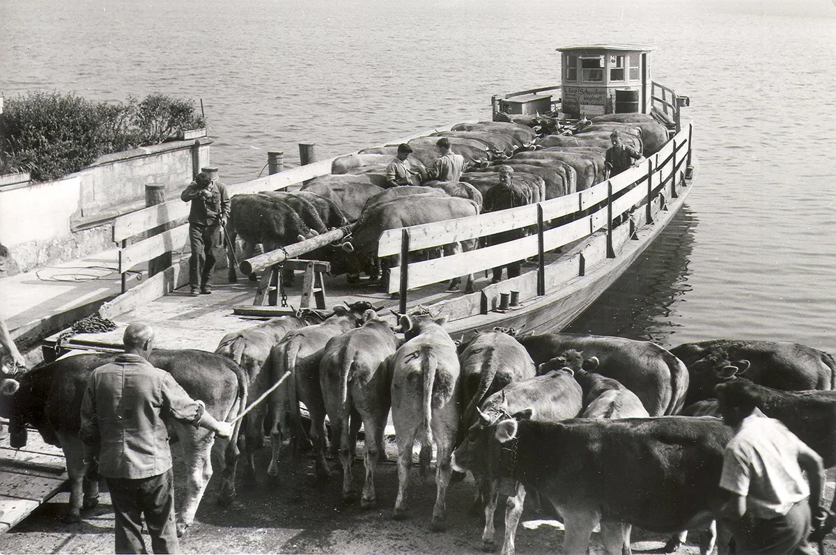 BVCH27474_Alpabfahrt_in_Beckenried_am_Vierwaldstaettersee_in_den_30er_Jahren Ab 1936 sassen die Schweizer Braunvieh-Züchter wieder im selben Boot