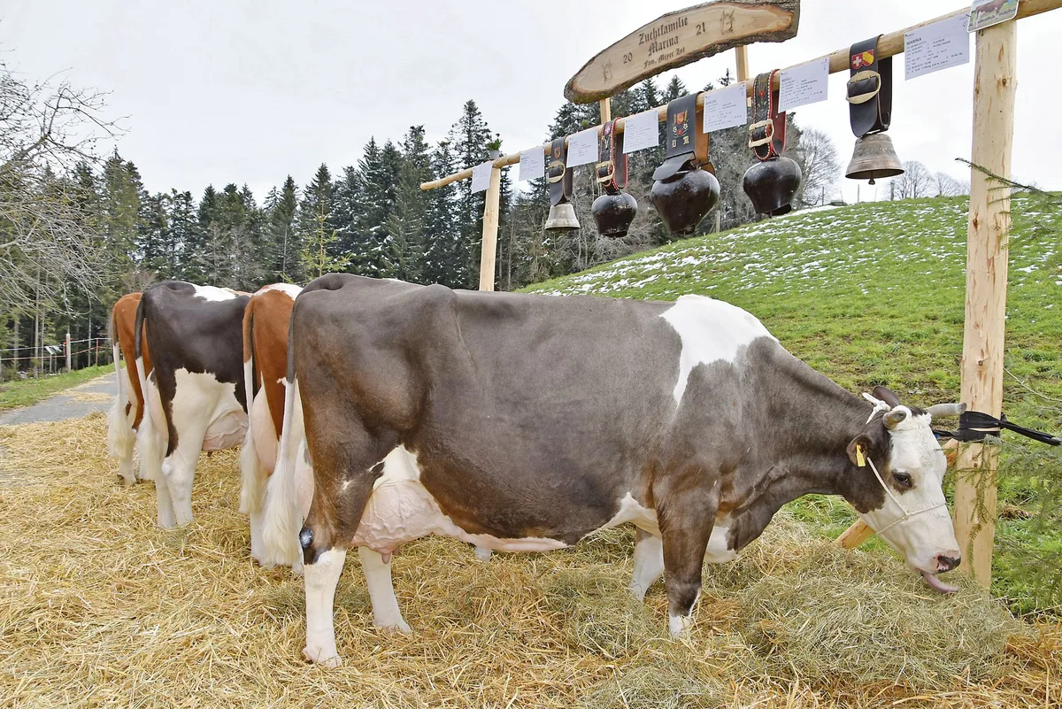 5d4571690208cfc7db6667d27ef5a94ef8b377dc Die Zuchtfamilie der Kuh Platnum Marina der Familie Meyer, im Zyt in Huttwil, konnte mit 84 Punkten in die Klasse A beurteilt werden. (Bild Barbara Heiniger)
