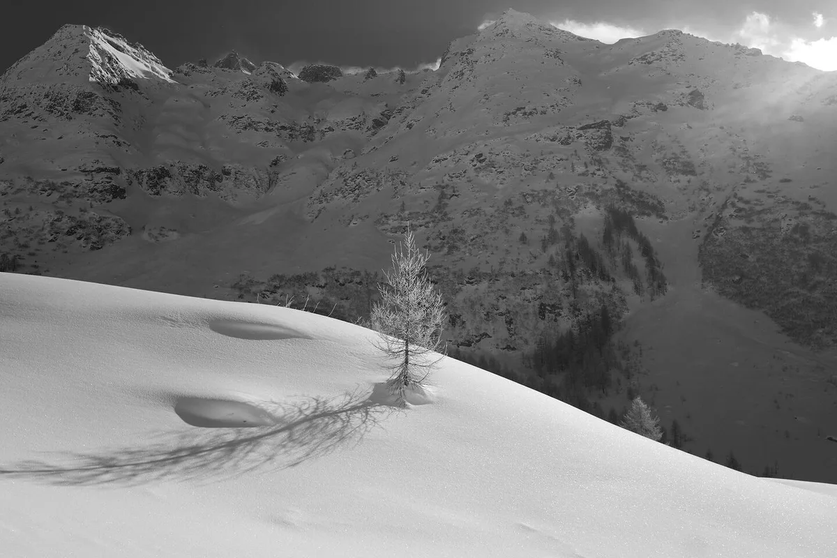 0829bd12c5789a4d2abd60253a364d05eb777036978109c20b13461f3ed4d9ab Während hier im Oberwallis die Lärche für ihr Brennholz geschätzt wird, war es die Föhre, die für ihre saftreichen Wurzeln beliebt war.