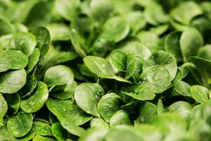 Nüsslisalat ist reich an Vitaminen und Nährstoffen, besonders Vitamin C.
