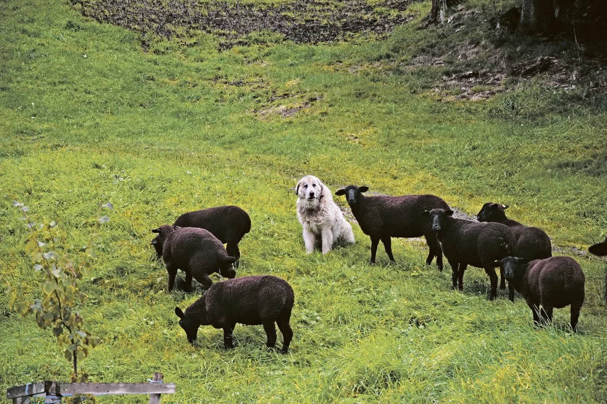 8d43f9acb69a3b6f6449021d3b66dd9bf4f96c2c Hohe Wolfsdichte, landwirtschaftliche Nutzung, Herdenschutz und Tourismus: Der Kanton Graubünden befindet sich in einem nie dagewesenen Experiment. Peter Küchler glaubt nicht, dass es ohne Regulierung des Wolfes zu meistern ist.(Bild Peter Fankhauser)
