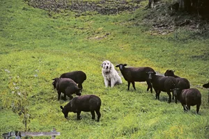 Hohe Wolfsdichte, landwirtschaftliche Nutzung, Herdenschutz und Tourismus: Der Kanton Graubünden befindet sich in einem nie dagewesenen Experiment. Peter Küchler glaubt nicht, dass es ohne Regulierung des Wolfes zu meistern ist.(Bild Peter Fankhauser)