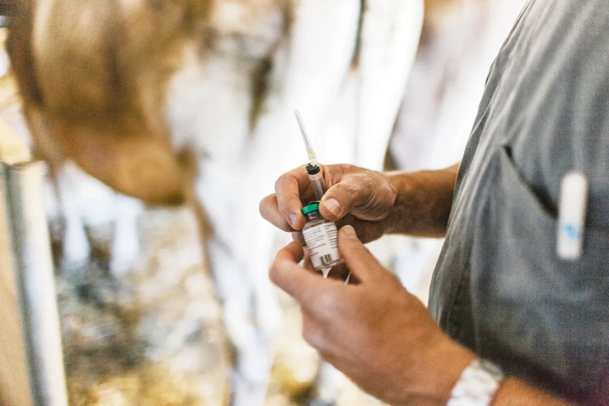 f5ca6944a69c0c2da41dcdf52ec34f330a7baaa7 Tierärzte müssen neu jede einzelne Antibiotika-Gabe – etwa bei einer Milchkuh – an die nationale Antibiotika-Datenbank melden. (Bild Keystone)