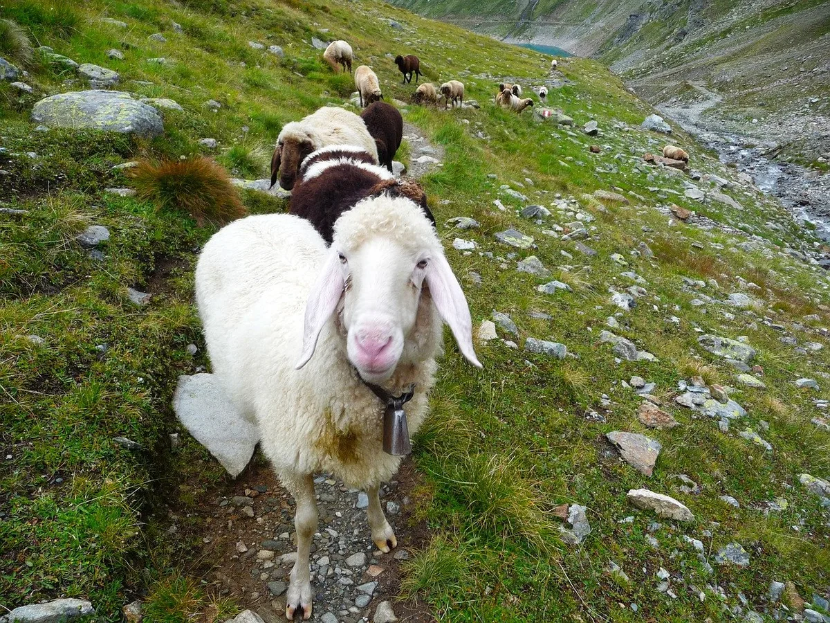 07b8789d2ea30637c5f1fa68c03732d317dfd7c7 Neben Rindern, Ziegen und Schafen sind auch Wanderer gefährdet, gibt der SBV zu bedenken. Nicht direkt durch den Wolf, aber wegen Herdenschutzhunden und ängstlichen Mutterkühen. (Symbolbild Pixabay)