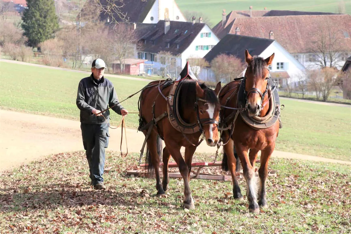4473a1dc130ac3e9f4b32dff416846c802a6a8e7 Ernst Rytz und seine beiden Freibergerpferde machen einen Grasstreifen fit für den Frühling. (Bild Ruth Aerni)