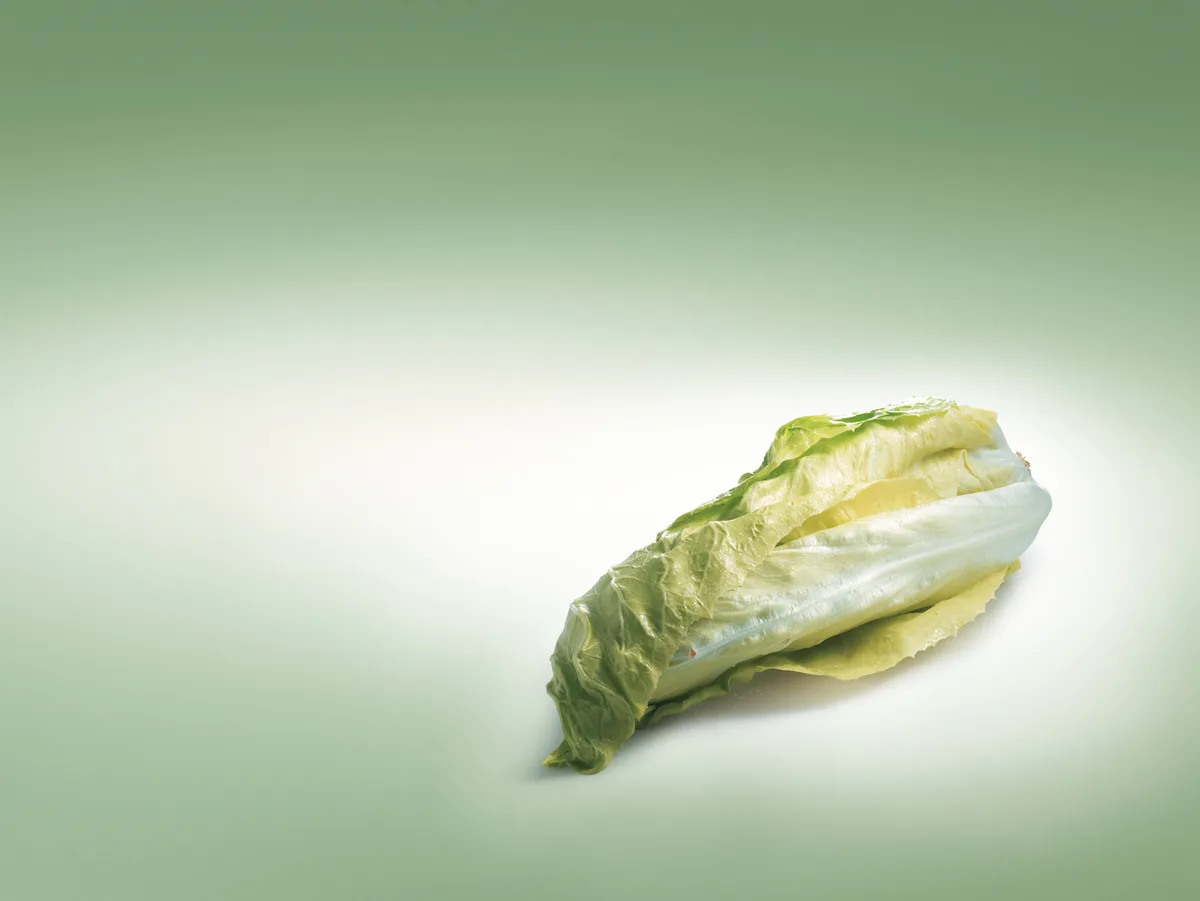 7a1b8c261147d8078813121a60f9e854264653ed Der Zuckerhut ist ein optimaler Wintersalat. (Bild VSGP)